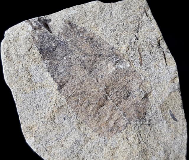 Carya serrifolia (GOEPPERT) - Bild © FossNet FossilienStore